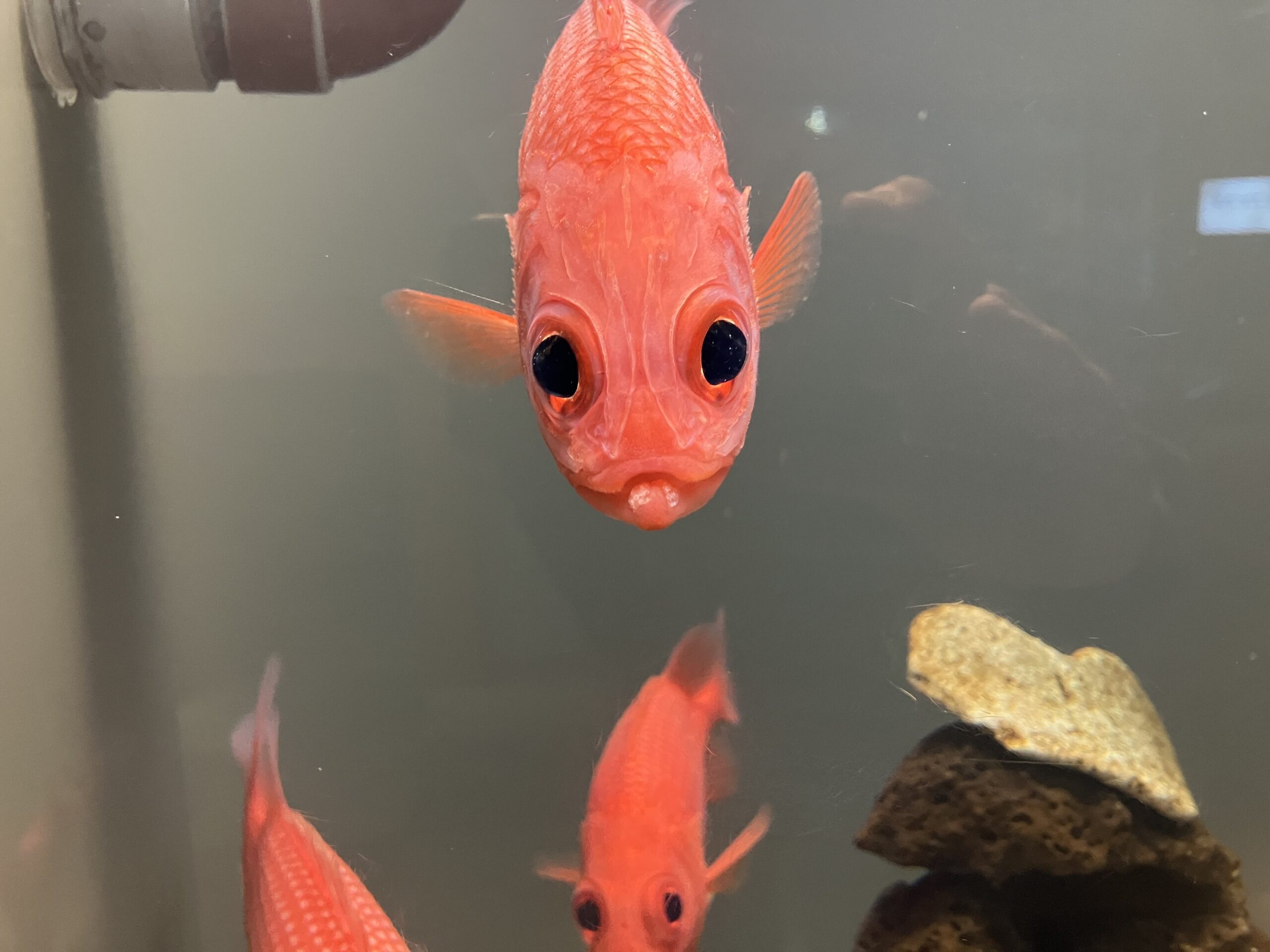 普通の毎日にある「しあわせ」の見つけ方|しあわせコロコロ